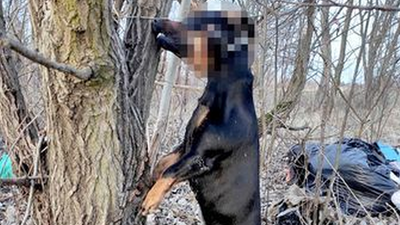 Pies powieszony w zagajniku na obrzeżach Lublina. 10 tys. zł za pomoc w ujęciu sprawcy