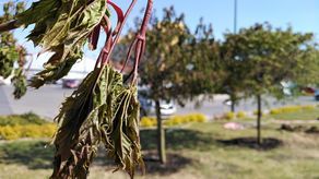 Przesadzają drzewa z ul. Poniatowskiego. Pnie obdarte z kory