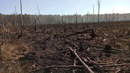 Spłonęło 30 ha lasów w pow. bialskim. Najprawdopodobniej to było podpalenie