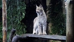 Uratowany ryś wróci na Roztocze. "Mamy nadzieję, że opuści nasz ośrodek w maju"