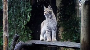 Uratowany ryś wróci na Roztocze. "Mamy nadzieję, że opuści nasz ośrodek w maju"