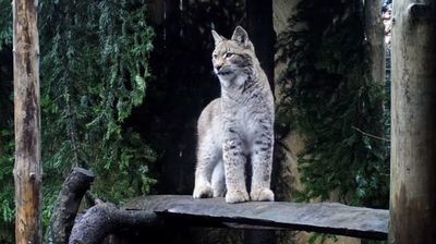 Uratowany ryś wróci na Roztocze. "Mamy nadzieję, że opuści nasz ośrodek w maju"