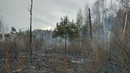 Pożar w okolicy jeziora Piaseczno. Spłonęły małe ptaki, jeże i sarny. "Trzeba myśleć o dużej stracie dla przyrody" [zdjęcia]