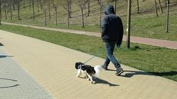 Lublin: Wysterylizują bezpłatnie psy oraz koty