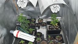 Dwaj bracia uprawiali marihuanę. Wybrali do tego nietypowe miejsce 