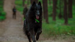 Ares. Pierwszy taki czworonożny żołnierz w szeregach WOT