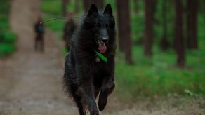 Ares. Pierwszy taki czworonożny żołnierz w szeregach WOT