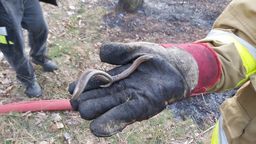 Strażacy walczyli z pożarem lasu. Uratowali też...jaszczurkę 