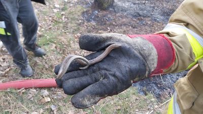 Strażacy walczyli z pożarem lasu. Uratowali też...jaszczurkę 