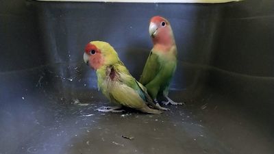 Życie papugi nie jest kolorowe. Zaatakowane przez sroki teraz szukają właściciela