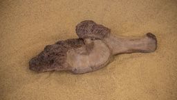 To już kolejne szczątki słonia leśnego, które wykopano podczas prac przy rozbudowie M2