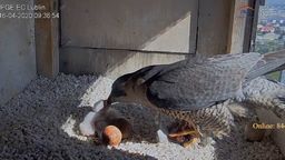 Jak wyglądają śniadania w rodzinie sokołów? Dwa pisklęta już przyszły na świat w Lublinie