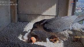 Jak wyglądają śniadania w rodzinie sokołów? Dwa pisklęta już przyszły na świat w Lublinie