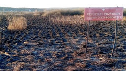 Krajobraz po wielkim pożarze rezerwatu Torfowisko Sobowice