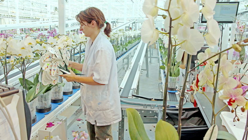 W przedsiębiorstwie prowadzonym przez rodzinę państwa Ptaszków w Stężycy k. Dęblina hodowanych jest ok. 340 odmian orchidei, róż i anturium