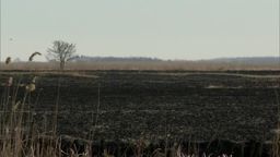 Skutki pożaru w Biebrzańskim Parku Narodowym