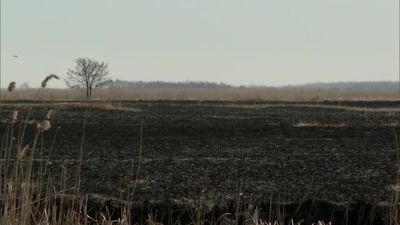 Skutki pożaru w Biebrzańskim Parku Narodowym