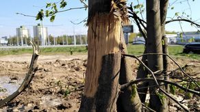 Lublin: Drzewa tak przesadzili, że uszkodzili