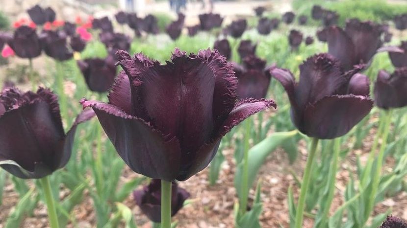 Najczarniejszy tulipan - Fringed Black