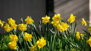 Zamość, ul. Pereca 14