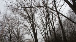 Czytelnik z Białej Podlaskiej alarmuje: Te topole grożą złamaniem. Co zrobi z nimi urząd? 