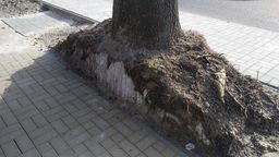 Do kategorii drzew silnie uszkodzonych dendrolog zakwalifikował 9 szt. drzew, w tym dwa „jako silnie uszkodzone z zagrożoną stabilnością"