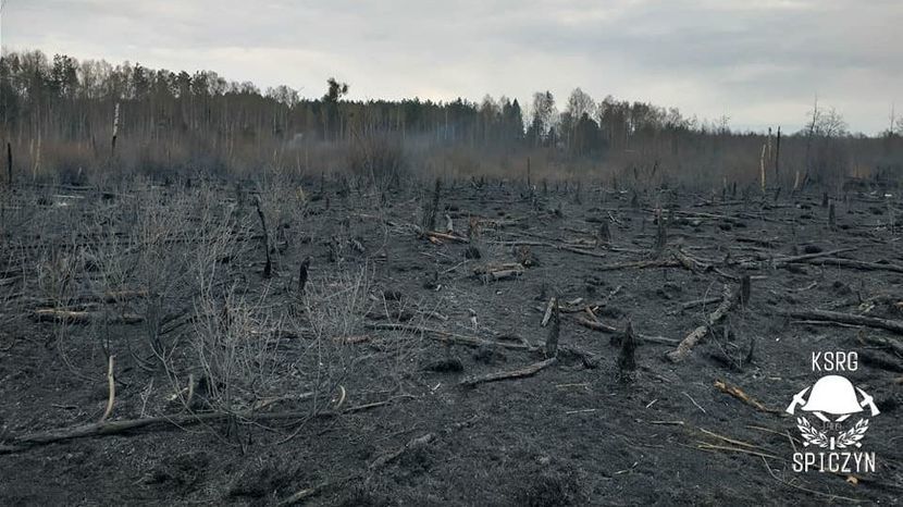 Taki widok pozostał po dzisiejszym pożarze nad jeziorem Piaseczno