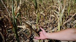 Materiał ilustracyjny