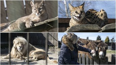 Jesteśmy bardzo wdzięczni. Chciałabym wszystkim bardzo serdecznie podziękować - mówi Dorota Wieczorek, kierownik zoo w Wojciechowie