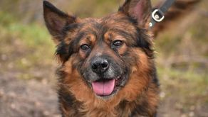 Schronisko dla psów w Nowodworze (powiat lubartowski) prowadzi adopcje wyłącznie za pośrednictwem wolontariuszy. Na zdjęciu pies Mieszko