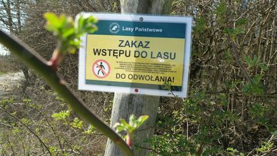 Zakaz wstępu do lasów zostanie zniesiony. Jest data kiedy będzie można pójść na spacer