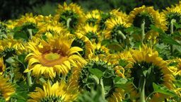 Łany słoneczników wyrosną między jezdniami jednej z ulic w Lublinie. Będą też łąki kwietne