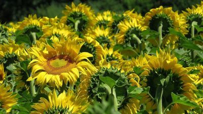 Łany słoneczników wyrosną między jezdniami jednej z ulic w Lublinie. Będą też łąki kwietne