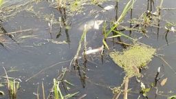 Biała Podlaska: Policja bada sprawę śniętych ryb w rzece Krzna