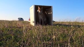 Horaj wrócił na Roztocze. Moment wypuszczenia rysia na wolność [wideo]