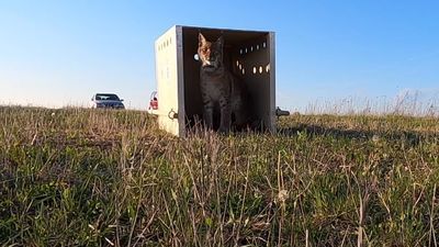 Horaj wrócił na Roztocze. Moment wypuszczenia rysia na wolność [wideo]