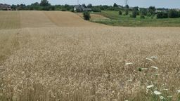 Materiał ilustracyjny