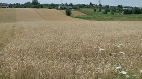 Materiał ilustracyjny