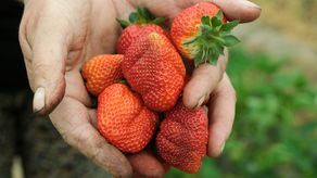 Kto w tym roku zbierze truskawki?