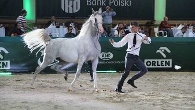 Śledztwo dotyczące stadniny w Janowie Podlaskim po raz kolejny przedłużone