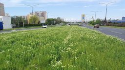 Lublin: W tych miejscach powstaną łąki kwietne
