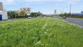Lublin: W tych miejscach powstaną łąki kwietne