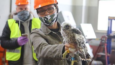 Lublin: Młode sokoły z komina elektrociepłowni mają już obrączki. Można wymyślić dla nich imiona