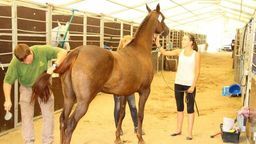 Co się dzieje w stadninie koni w Janowie Podlaskim? Posłanki: "Skrajne zaniedbanie zwierząt"