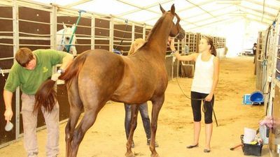 Co się dzieje w stadninie koni w Janowie Podlaskim? Posłanki: "Skrajne zaniedbanie zwierząt"