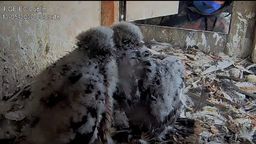 Lublin: Młode sokoły zabrane z gniazda na obrączkowanie [wideo]