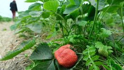 Nauczyciele chcą testów na koronawirusa? Niech pracują przy zbiorach truskawek