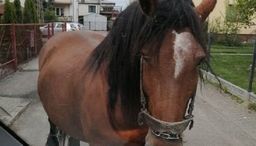 Koń spacerował ulicami Lubartowa. Uciekł swojemu właścicielowi