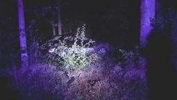 Chciał ominąć sarnę, ale wypadł z drogi i wjechał w drzewo. Pięć osób w szpitalu