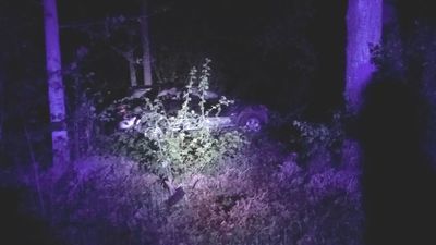 Chciał ominąć sarnę, ale wypadł z drogi i wjechał w drzewo. Pięć osób w szpitalu